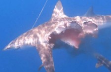 娱乐吃瓜鲨,揭秘娱乐圈那些不为人知的幕后故事